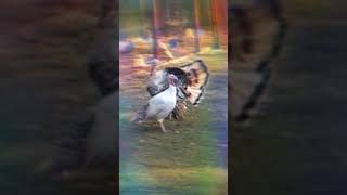 Танец животных Танец животных