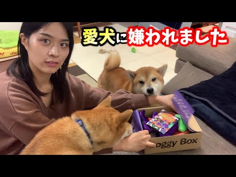 ハロウィンのおやつだけもらって心を開かない柴犬はその後どうなるのか⁉