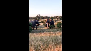 Sofa Safari Episode 3  - part 4 Elephants and Sundowners