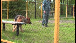 Собаки-полицейские Собаки-полицейские