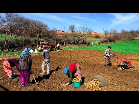 Patates Ekimi ve Köy İşleri - Köy Belgeseli