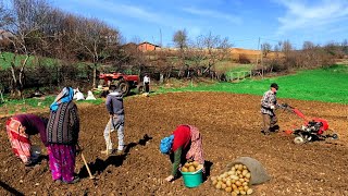 Potato Planting and Rural Affairs - Village Documentary