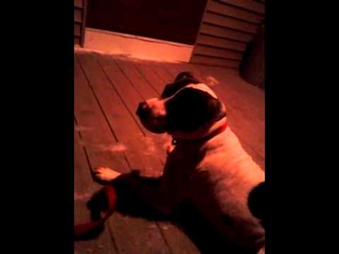 rescue dogs rock nyc Fear of Heights