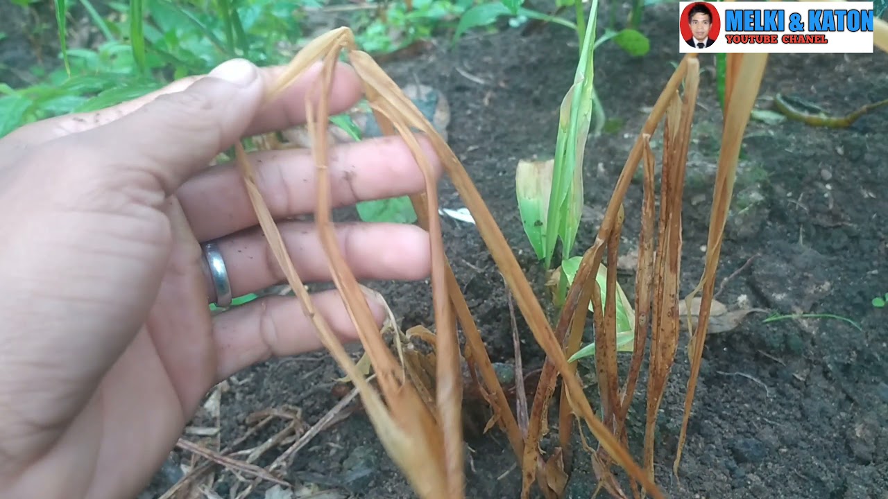 TERBUKTI,, CARA MENGATASI DAUN JAHE MENGUNING DAN BATANG BUSUK ,AGAR BISA TUMBUH LAGI @UDAMELKI