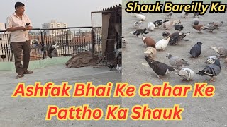 Ghar Ke Pattho Ka Shauk | Ladaiya | Ashfak Bhai Ke KabutaroKaShauk || A S Pet world ||