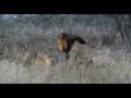 Lions Mating Ritual &amp; Powerful Roar | Kalahari Wildlife