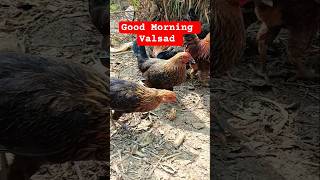 Sonali desi murge #poultry #desi #freerangechicken