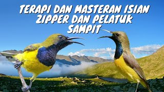 Terapi dan masteran sogon materi zipper dan pelatuk sampit terlaris 2023