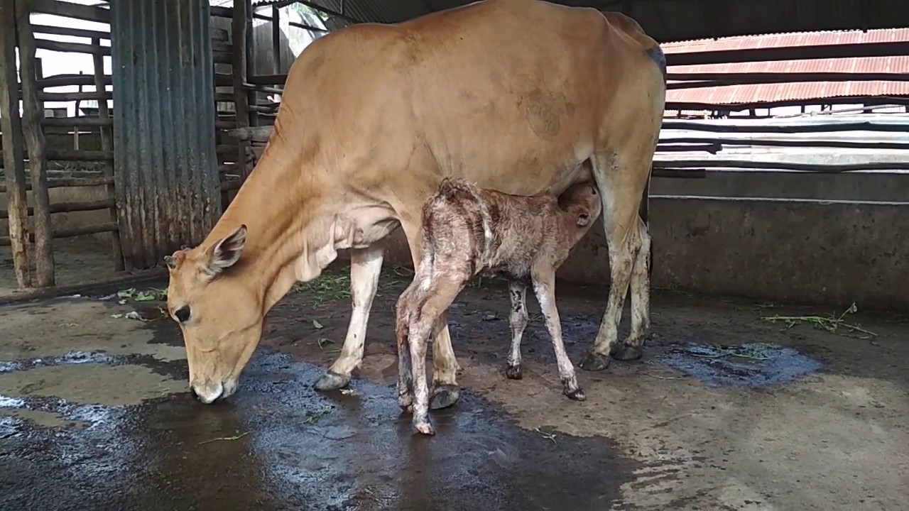 Sapi lokal melahirkan alami - YouTube