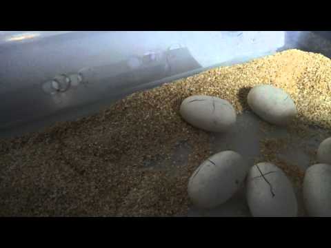 2th clutch normal X bumblebee
