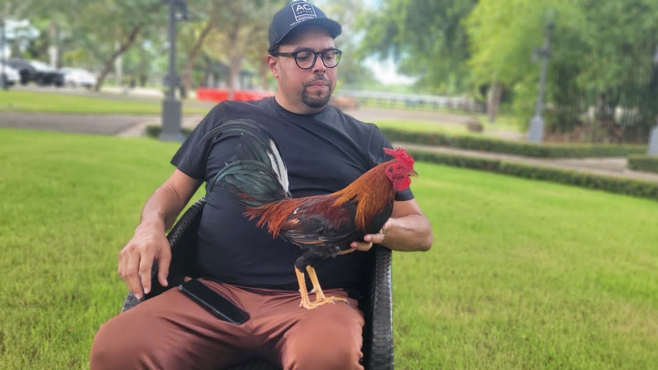 COMO FUERON GALLERON DE AÑO COLISEO SANTIAGO 2024-2025. FELIX FERNANDEZ.