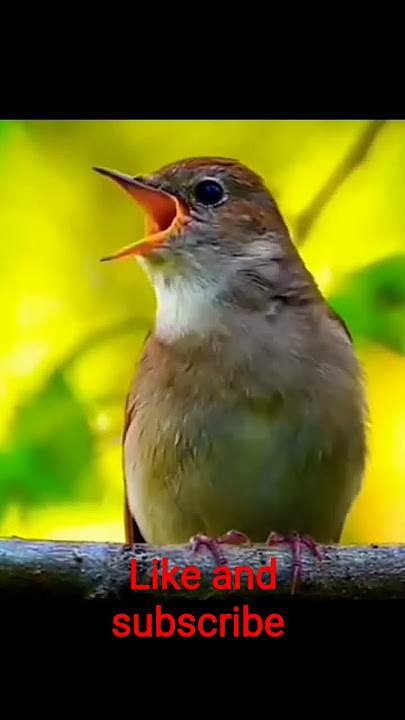 Night angel 😘 singing|beautiful 🐦🕊️| #youtubeshorts #bird #parrots