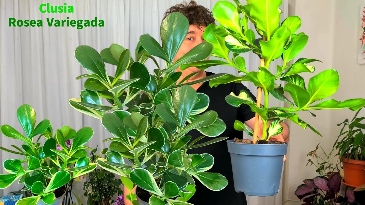 🙋CLUSIA ROSEA VARIEGADA Y SUS CUIDADOS