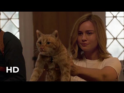 Captain Marvel Cat  - Goose - All Scenes 2019