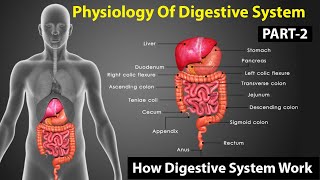 Digestive System Physiology I Digestive System Part 2 I Digestive System Class 11I Human Physiology