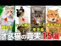 オス猫の知られざる秘密15選｜子育てはする？長生きするには？