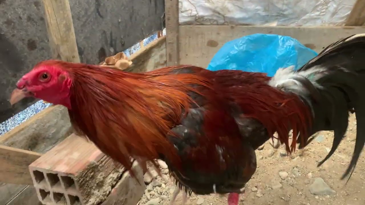 Gallos de pelea de pico y espuelas 