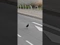 Pied Currawong #aafreenmomin #travelblog
