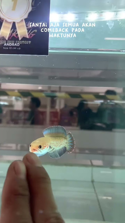 Juara 1 channa kelas andrao ‼️‼️‼️