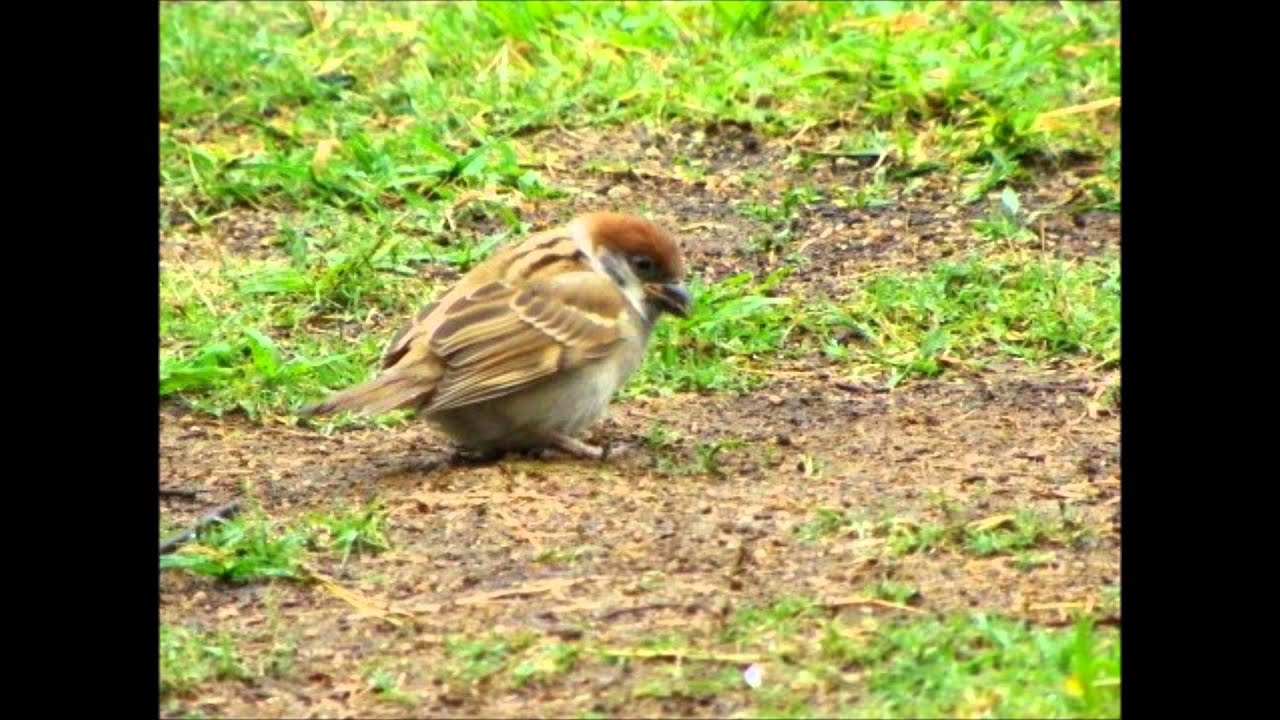 一羽の雀 His Eye Is on the Sparrow - YouTube