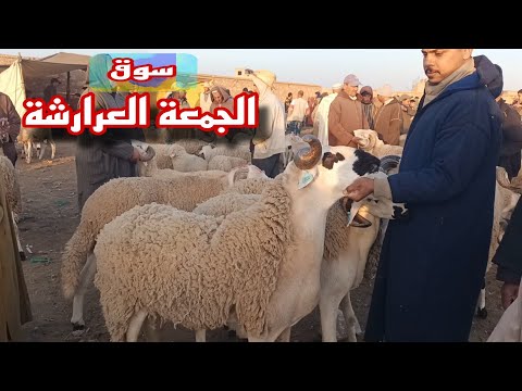 من سوق الجمعة العرارشة إقليم قلعة السراغنة بتاريخ 2025 10 10 مع أتمنة الخروف ونعجة