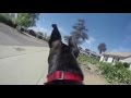 Puppy goes for run with Gopro