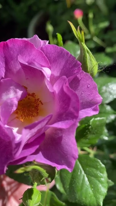 Блю фо Ю🦋🌸🦋🌸🦋 - YouTube