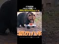 【衝撃】クマはハチミツより鮭が好き！？リアル「木彫りの熊」完成にスタジオ大爆笑wwのサムネイル