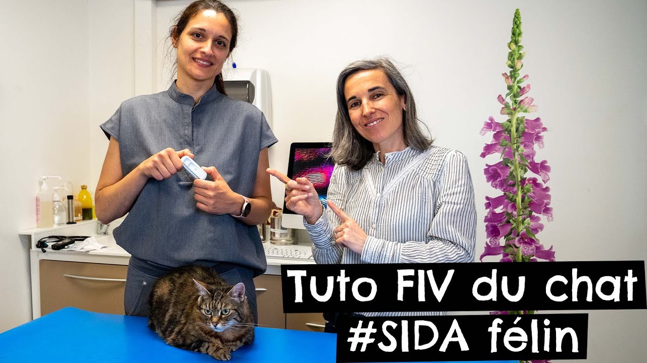 Tuto FIV du chat #SIDA félin 🐱