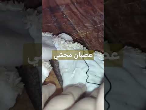 طريقة العصبان المحشي شكون يحب يتعرف على طريقة طهو والحشو يكتب في تعليق نخليهالكم