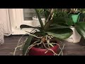 Phalaenopsis ist aus dem Topf gewachsen, wie kann ich sie retten?! - Alles über Orchideen #63
