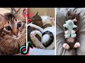 Amazing Cats Compilation ~ Funny Cats of TIK TOK ~ Cute Kittens! (2021)