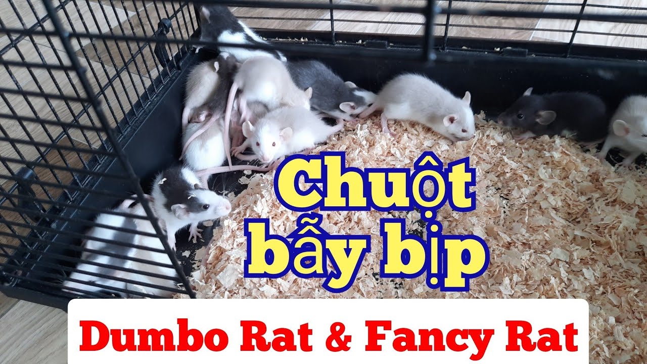 Xuất chuồng Rat, Cách phân biệt chuột Dumbo Rat và Fancy Rat - YouTube