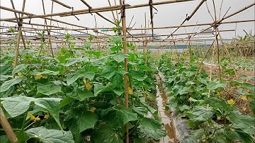 Trồng và chăm sóc giống dưa chuột dưa leo chịu lạnh tại miền Bắc