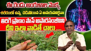 చడపయన ఏ అవయవనకన ఈ అపరసజవన మకక Powerful Ayurvedic Herbs For Full Body Rejuvenation