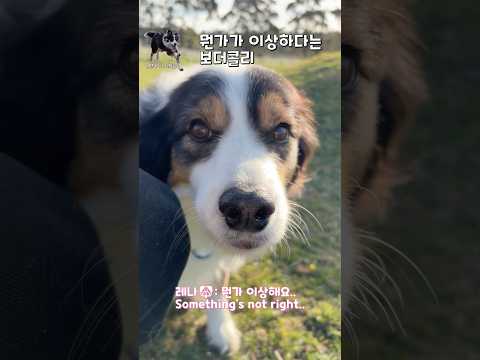 뭔가가 이상하다는 보더콜리..