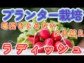 ラディッシュ栽培(プランター)#1~種をまいていこう~