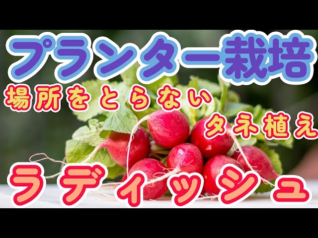 ラディッシュ栽培（プランター）＃1～種をまいていこう～ - YouTube