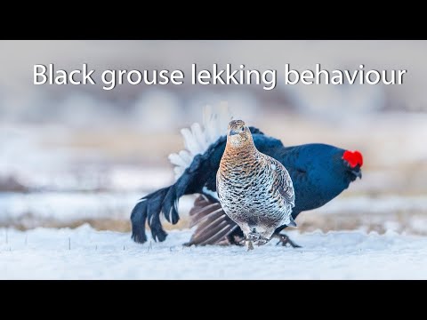 Video: Female black grouse: description and photo. Black grouse and grouse