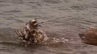 Mississippi River Flyway. Young eagle taking a bath - explore.org 05-24-2023