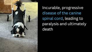 Degenerative Myelopathy (DM) in Cavalier King Charles Spaniels by Cavalier Matters 185 views 8 months ago 33 seconds