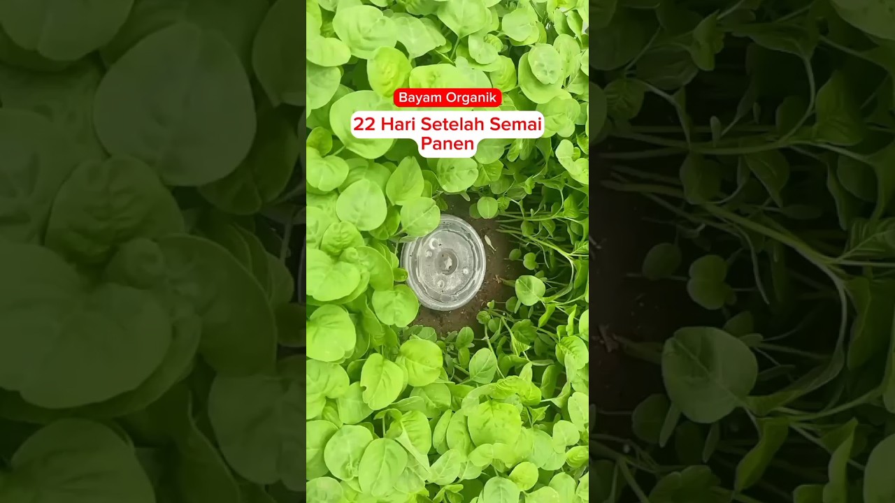 cara tanam bayam, panen 22 Hari Setelah Semai 