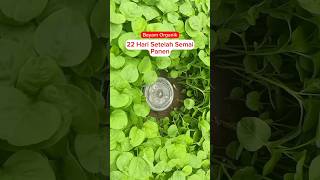 Download Lagu cara tanam bayam, panen 22 Hari Setelah Semai #organik #pupukorganikcair #reviewtanaman #fyp #bayam MP3