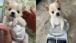 10天大的小狗被丟棄在垃圾桶旁，被姑娘救助後華麗蛻變，10-day-old puppy abandoned next to trash can，When the puppy is rescued