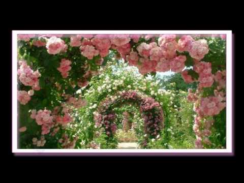 Videó: Miniatűr Rózsák Ajándékba