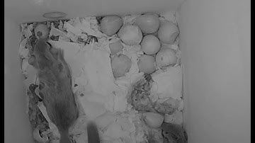 Flying Squirrel Cam Video