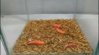Reaksi Ulat Hongkong Di Beri Makan Cabe