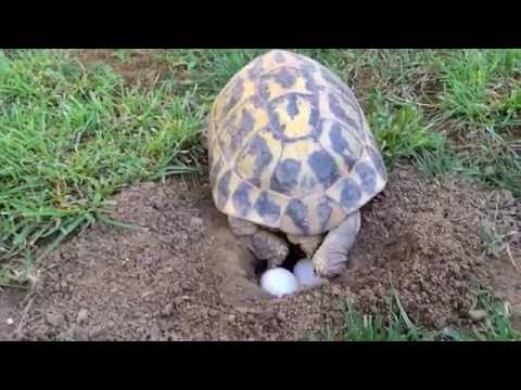 Video: Il Vecchio Uccello Depone L'uovo A 60