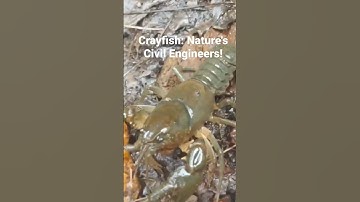 Burrowing Crayfish: Learn all about these environmental engineers in my complete widescreen video!