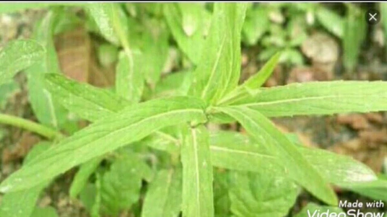 معلومات عن الحبق Youtube